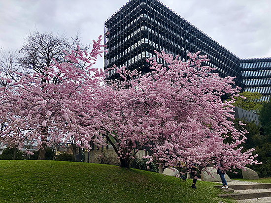 Kirschblüten vor dem Europäischen Patentam an der Isar (Foto: Martin Schmitz)